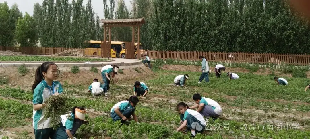 “时节·敦煌 传承有我”敦煌市南街小学开展二十四节气——芒种主题活动 第19张 “时节·敦煌 传承有我”敦煌市南街小学开展二十四节气——芒种主题活动 第19张