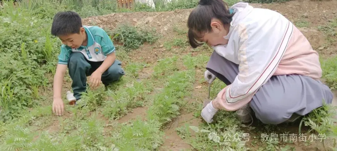 “时节·敦煌 传承有我”敦煌市南街小学开展二十四节气——芒种主题活动 第20张 “时节·敦煌 传承有我”敦煌市南街小学开展二十四节气——芒种主题活动 第20张
