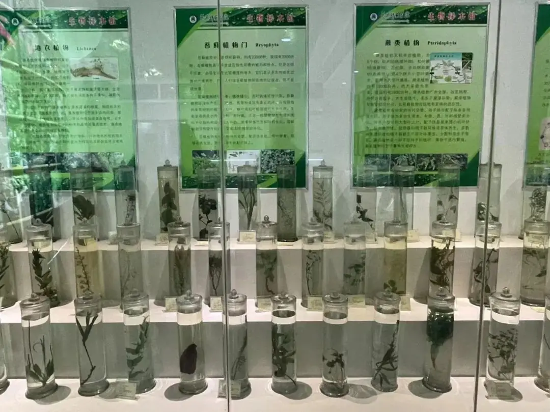 环境日科普之旅:黄冈市考棚小学学生走进生物科普馆 第42张 环境日科普之旅:黄冈市考棚小学学生走进生物科普馆 第42张