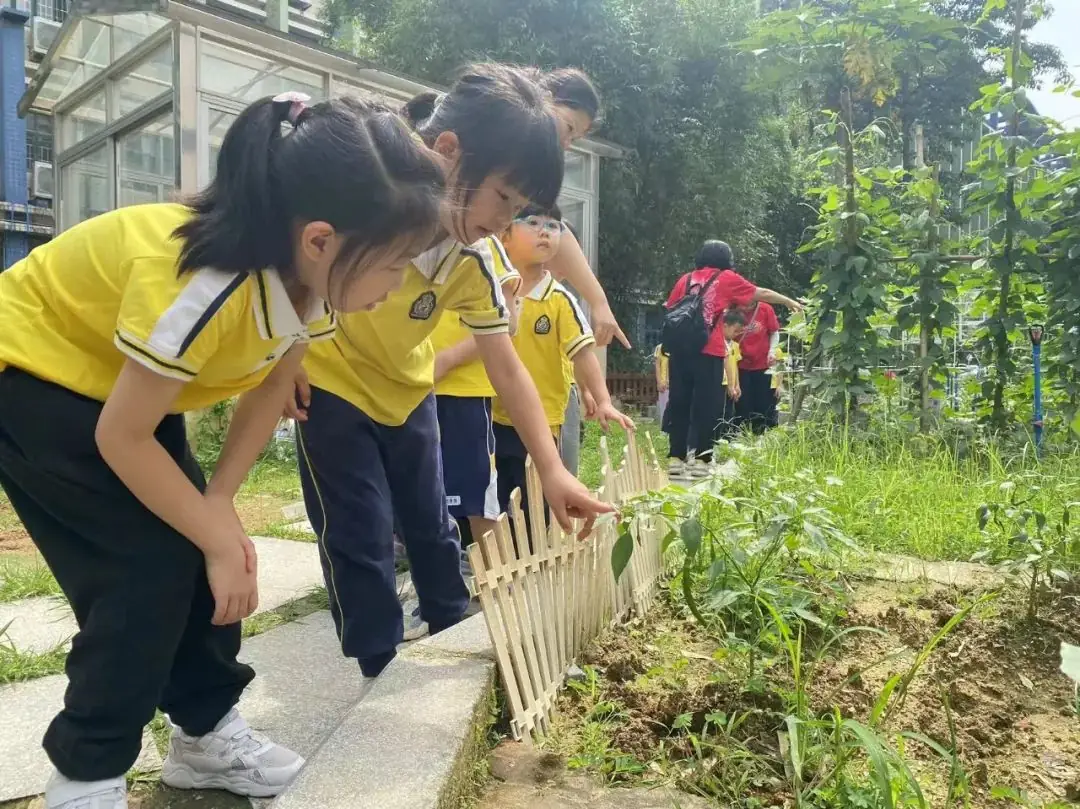 趣探小学,幼见成长 第72张 趣探小学,幼见成长 第72张