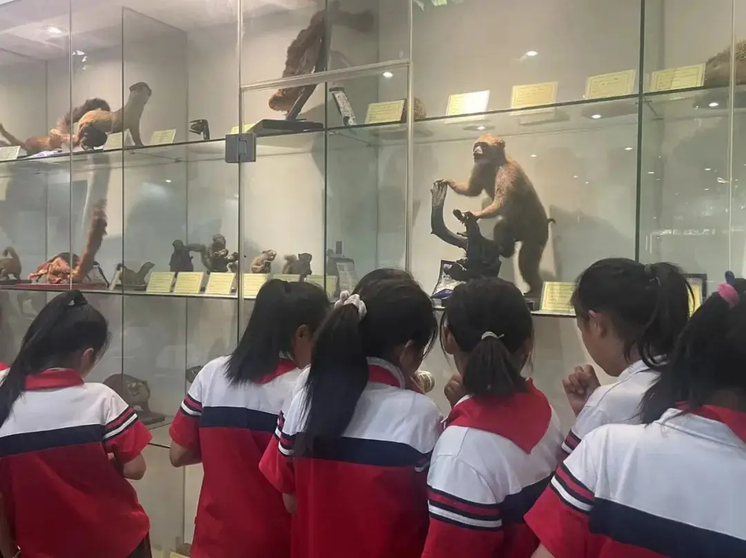 环境日科普之旅:黄冈市考棚小学学生走进生物科普馆 第30张 环境日科普之旅:黄冈市考棚小学学生走进生物科普馆 第30张