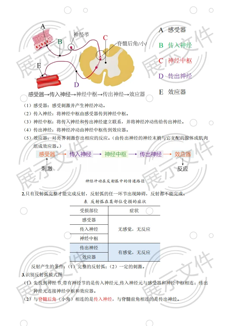 期末_中考稳了!这份人教版八年级上册生物讲义,精准抓分不费力-第4张图片-四季读书网