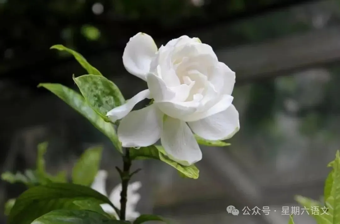 花香沁人:2026中考作文预测(一)成长感悟类 第2篇《原来,我也很坚强》 第1张