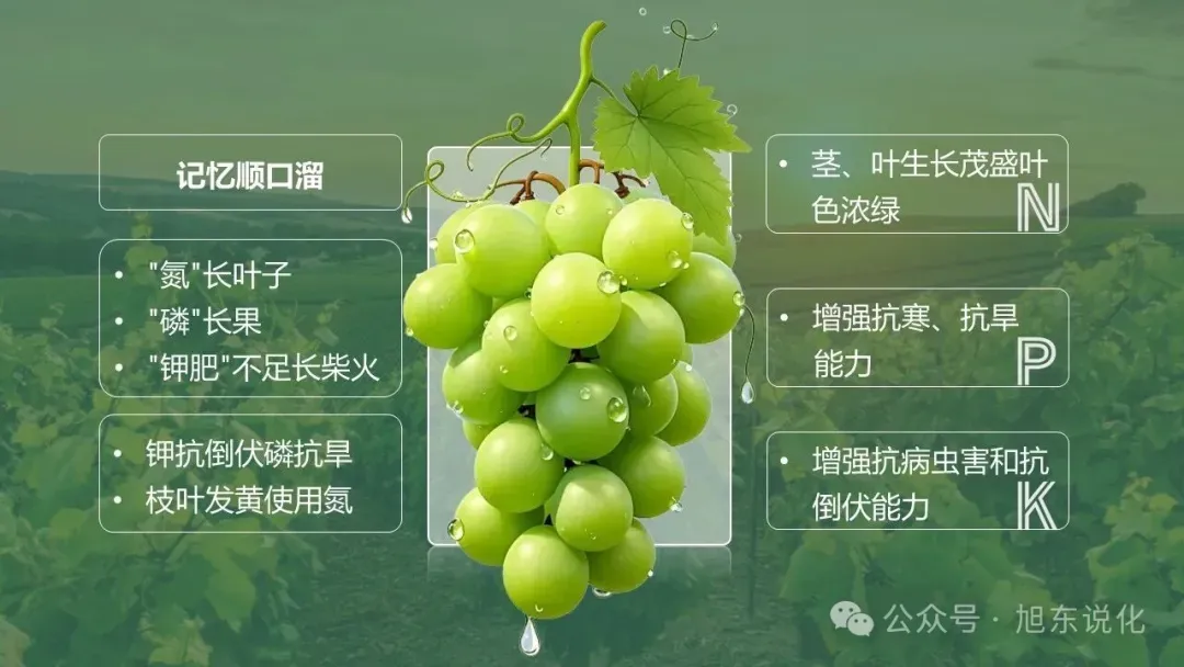 2026版中考化学复习课件 | “化” 说葡萄 —— 化学在农业与健康中的应用 第9张
