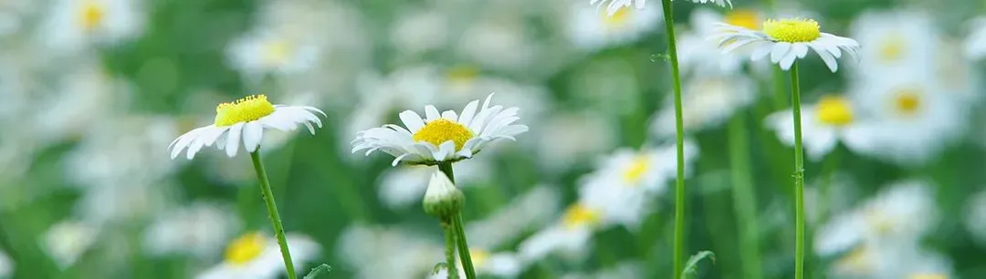 思想早餐|济南中考语文答不完题?4个“隐形坑”+实战解法,120分钟稳拿高分 第6张