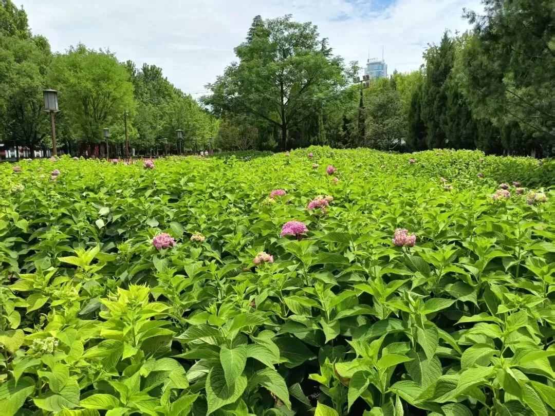 儿子从体育倒数第一到中考满分的逆袭之路(1) 第12张