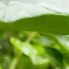 于烨老师2026中考作文仿真训练十二讲: 用三道预测题练透所有考点之第六讲 第13张