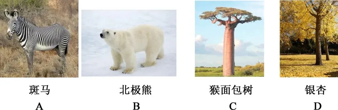 2026年地理中考热点(6)——第12届丝绸之路国际电影节 第9张