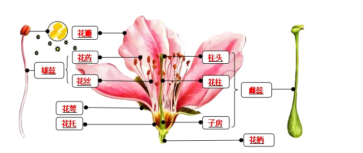 生物小中考|绿色开花植物的生命周期 第3张