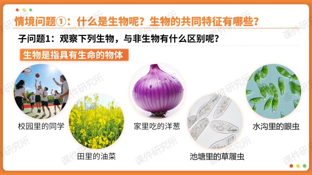 AI赋能生物复习课!——中考生物情境复习《细胞和生物体的结构层次》课件设计“生物编辑招聘”情境,带学生快速进入复习状态!丨自营系列 第5张