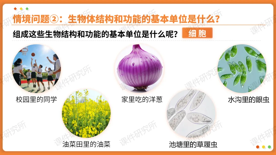 AI赋能生物复习课!——中考生物情境复习《细胞和生物体的结构层次》课件设计“生物编辑招聘”情境,带学生快速进入复习状态!丨自营系列 第7张