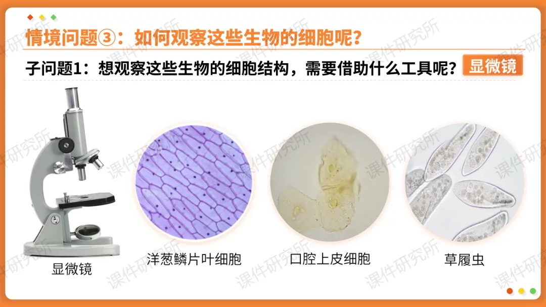 AI赋能生物复习课!——中考生物情境复习《细胞和生物体的结构层次》课件设计“生物编辑招聘”情境,带学生快速进入复习状态!丨自营系列 第8张