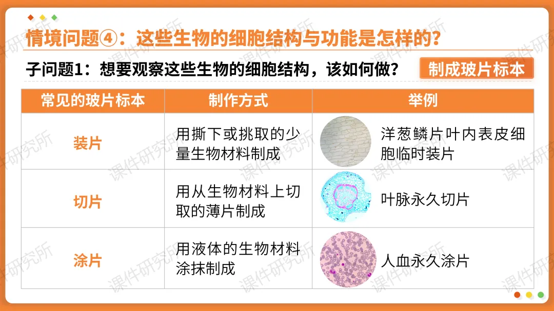 AI赋能生物复习课!——中考生物情境复习《细胞和生物体的结构层次》课件设计“生物编辑招聘”情境,带学生快速进入复习状态!丨自营系列 第18张
