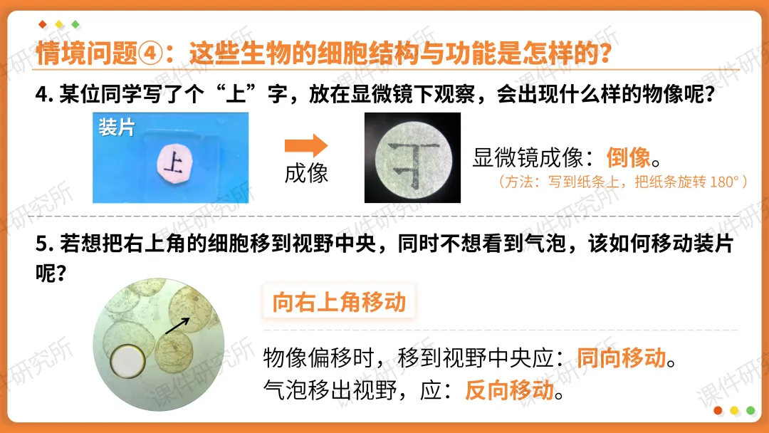 AI赋能生物复习课!——中考生物情境复习《细胞和生物体的结构层次》课件设计“生物编辑招聘”情境,带学生快速进入复习状态!丨自营系列 第24张