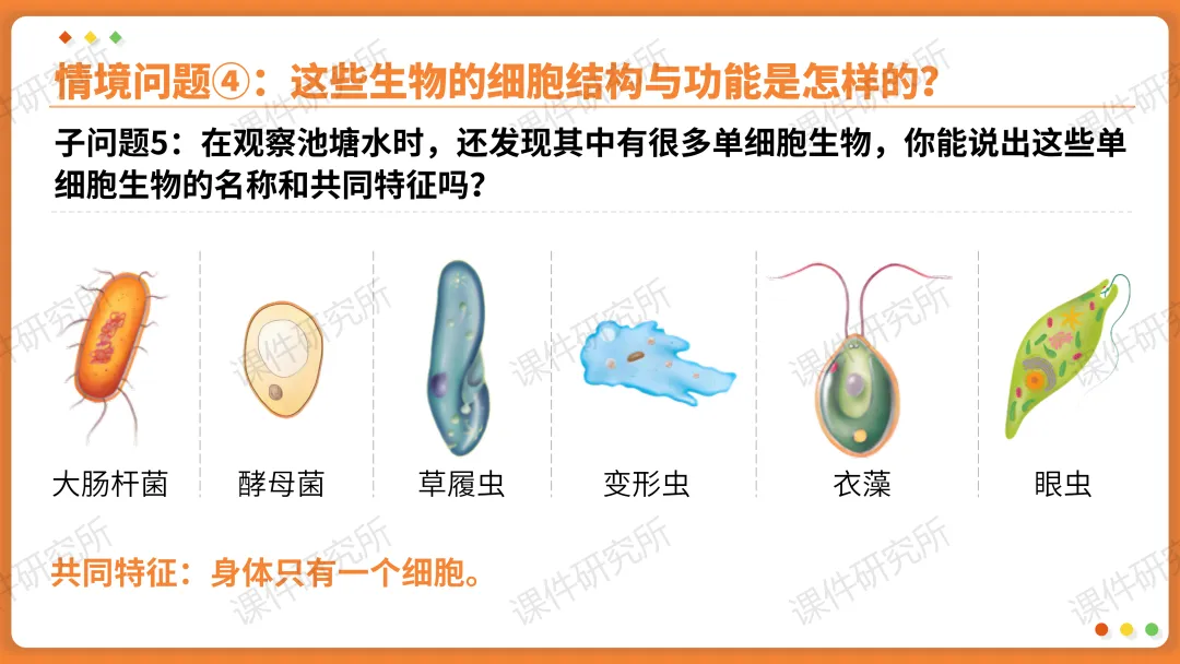 AI赋能生物复习课!——中考生物情境复习《细胞和生物体的结构层次》课件设计“生物编辑招聘”情境,带学生快速进入复习状态!丨自营系列 第30张