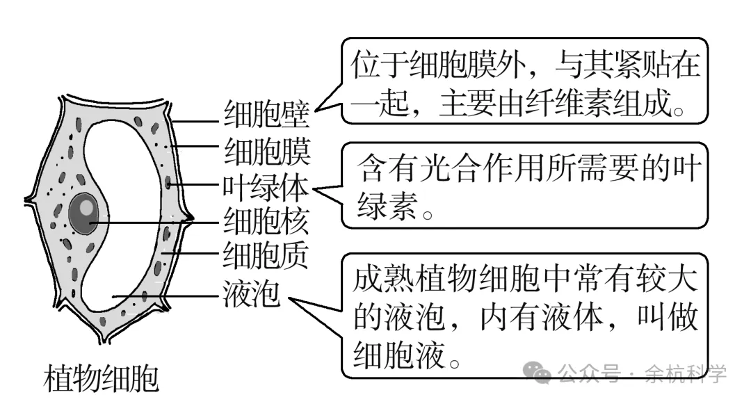 【中考复习】生物专题知识点①:构成生物体的细胞、组织、器官和系统 第5张 【中考复习】生物专题知识点①:构成生物体的细胞、组织、器官和系统 第5张