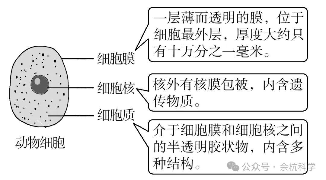 【中考复习】生物专题知识点①:构成生物体的细胞、组织、器官和系统 第6张 【中考复习】生物专题知识点①:构成生物体的细胞、组织、器官和系统 第6张