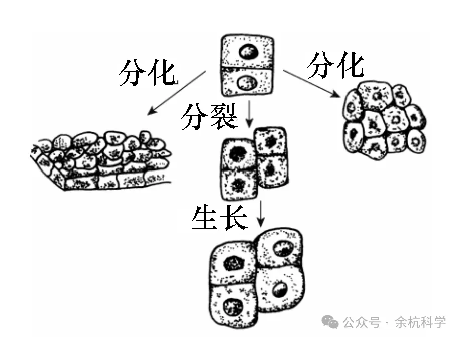 【中考复习】生物专题知识点①:构成生物体的细胞、组织、器官和系统 第7张 【中考复习】生物专题知识点①:构成生物体的细胞、组织、器官和系统 第7张