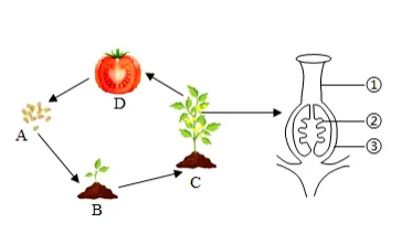 初中生物学中考真题:天空菜园相关考题(有答案,有解析) 第2张