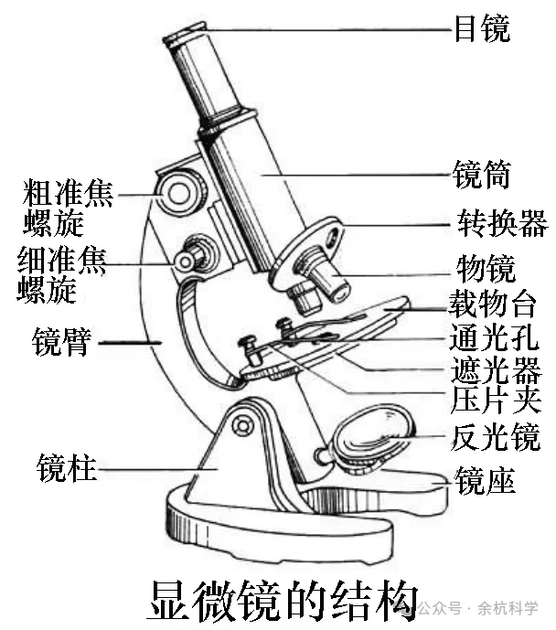 【中考复习】生物专题知识点②:多种多样的生物-第10张图片-四季读书网