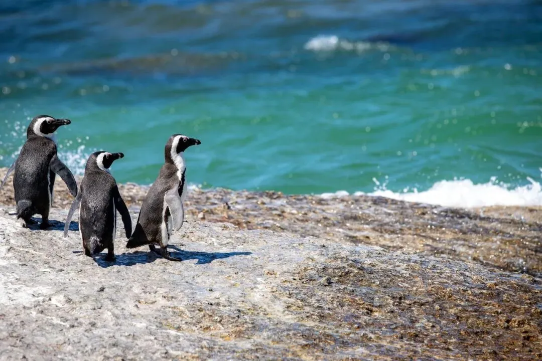 “中考作文帮帮练”第三课|在自然中成长:把你想守护的天地,说给我们听! 第7张 “中考作文帮帮练”第三课|在自然中成长:把你想守护的天地,说给我们听! 第7张