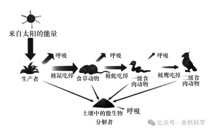 【中考复习】生物专题知识点③:种群、群落、和生态系统及生物圈 第16张