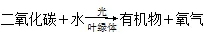 【中考复习】生物专题知识点④: 绿色植物的物质和能量转换-第6张图片-四季读书网