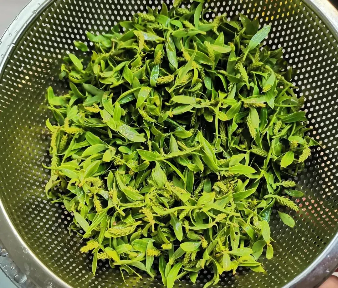 【中考阅读指导】柳芽茶(杨丽琴) 第7张