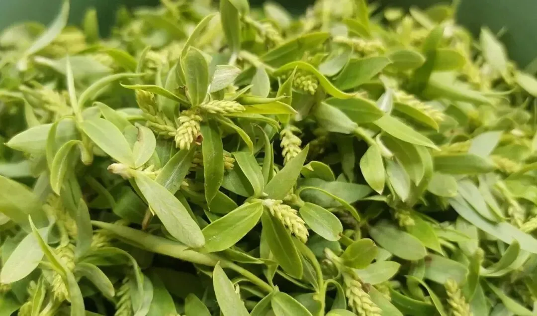 【中考阅读指导】柳芽茶(杨丽琴) 第9张