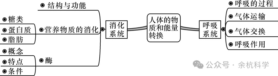【中考复习】生物专题知识点⑥: 人体的物质和能量转换-第5张图片-四季读书网 【中考复习】生物专题知识点⑥: 人体的物质和能量转换-第5张图片-四季读书网