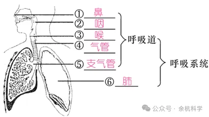 【中考复习】生物专题知识点⑥: 人体的物质和能量转换-第10张图片-四季读书网 【中考复习】生物专题知识点⑥: 人体的物质和能量转换-第10张图片-四季读书网
