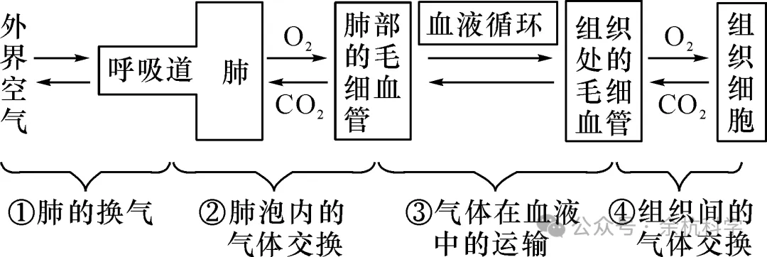 【中考复习】生物专题知识点⑥: 人体的物质和能量转换-第11张图片-四季读书网 【中考复习】生物专题知识点⑥: 人体的物质和能量转换-第11张图片-四季读书网