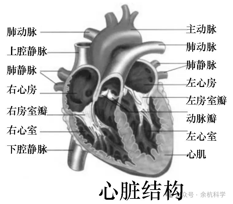 【中考复习】生物专题知识点⑥: 人体的物质和能量转换-第12张图片-四季读书网 【中考复习】生物专题知识点⑥: 人体的物质和能量转换-第12张图片-四季读书网
