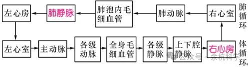【中考复习】生物专题知识点⑥: 人体的物质和能量转换-第13张图片-四季读书网 【中考复习】生物专题知识点⑥: 人体的物质和能量转换-第13张图片-四季读书网