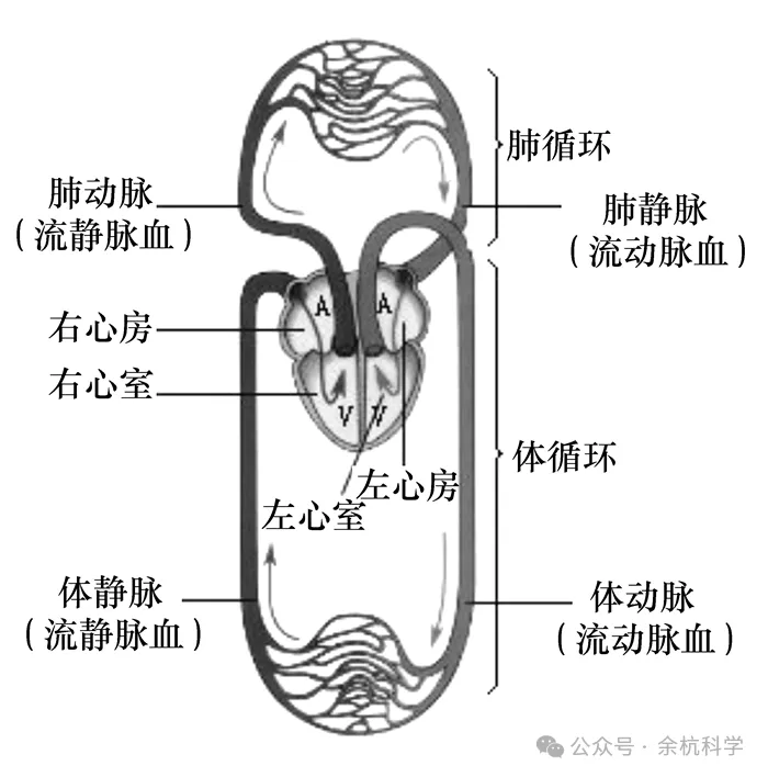 【中考复习】生物专题知识点⑥: 人体的物质和能量转换-第14张图片-四季读书网 【中考复习】生物专题知识点⑥: 人体的物质和能量转换-第14张图片-四季读书网
