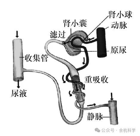 【中考复习】生物专题知识点⑥: 人体的物质和能量转换-第16张图片-四季读书网 【中考复习】生物专题知识点⑥: 人体的物质和能量转换-第16张图片-四季读书网