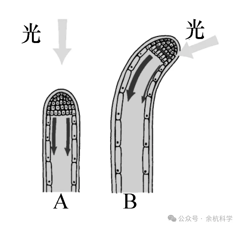 【中考复习】生物专题知识点⑦:生命活动的调节 第6张 【中考复习】生物专题知识点⑦:生命活动的调节 第6张