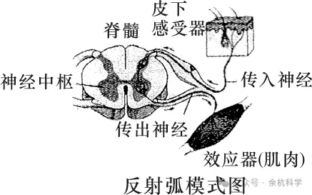 【中考复习】生物专题知识点⑦:生命活动的调节 第9张 【中考复习】生物专题知识点⑦:生命活动的调节 第9张