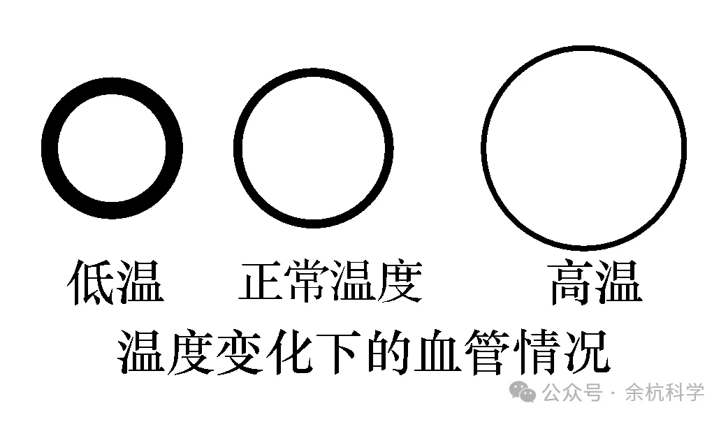 【中考复习】生物专题知识点⑦:生命活动的调节 第11张 【中考复习】生物专题知识点⑦:生命活动的调节 第11张