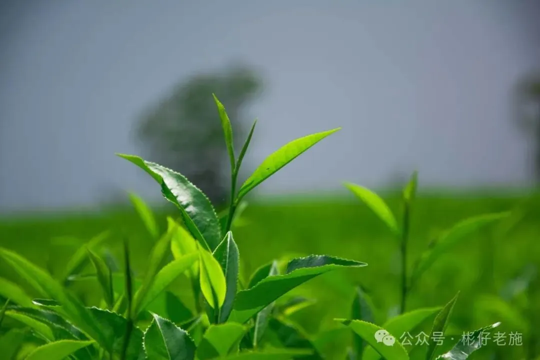 中考真题:一样的笑容,不一样的我4-第1张图片-四季读书网