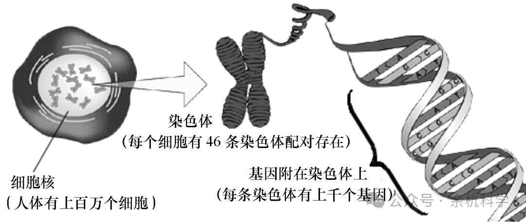 【中考复习】生物专题知识点⑨:遗传与进化-第6张图片-四季读书网