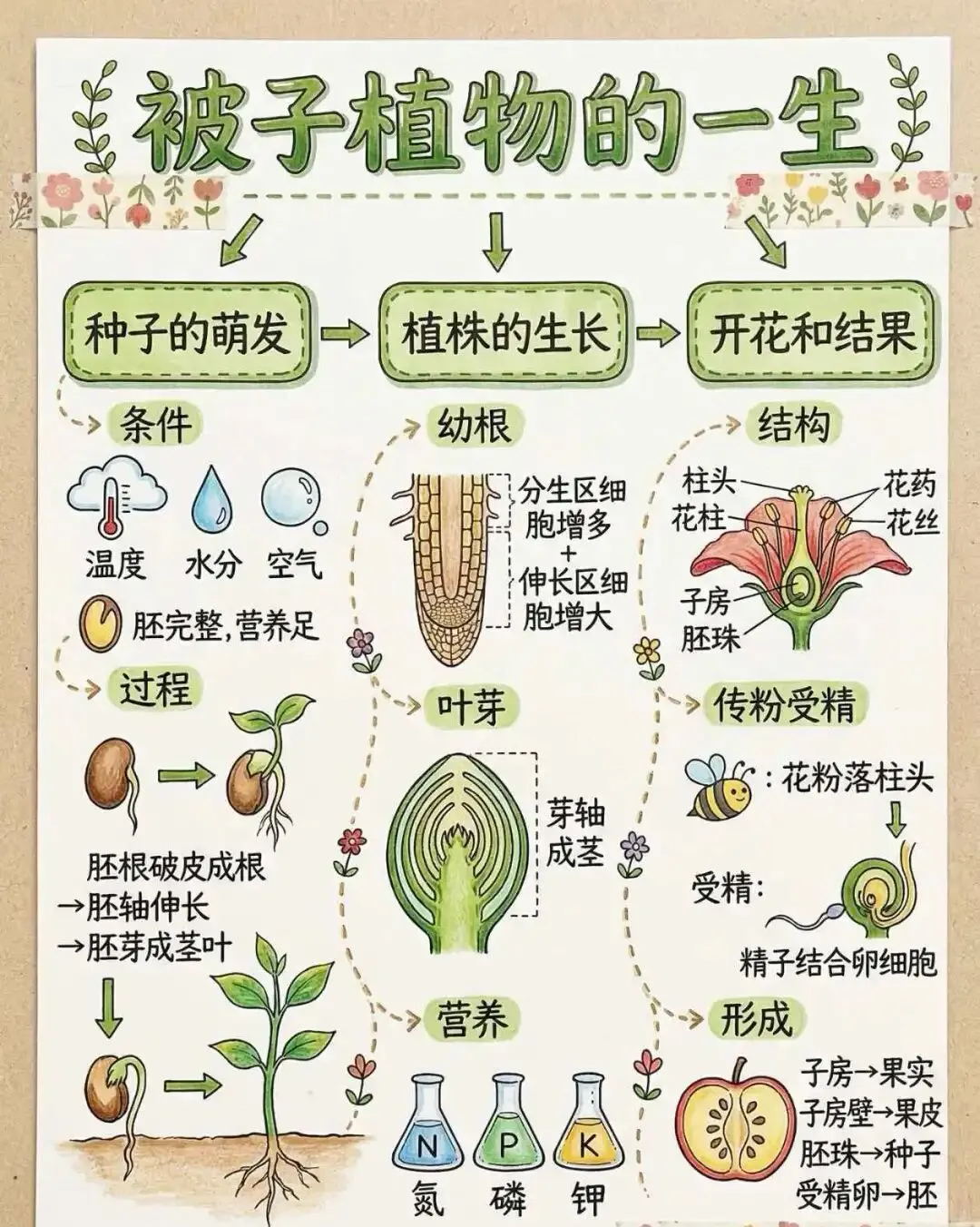 初一生物|中考必考·全册知识点(五) 第1张