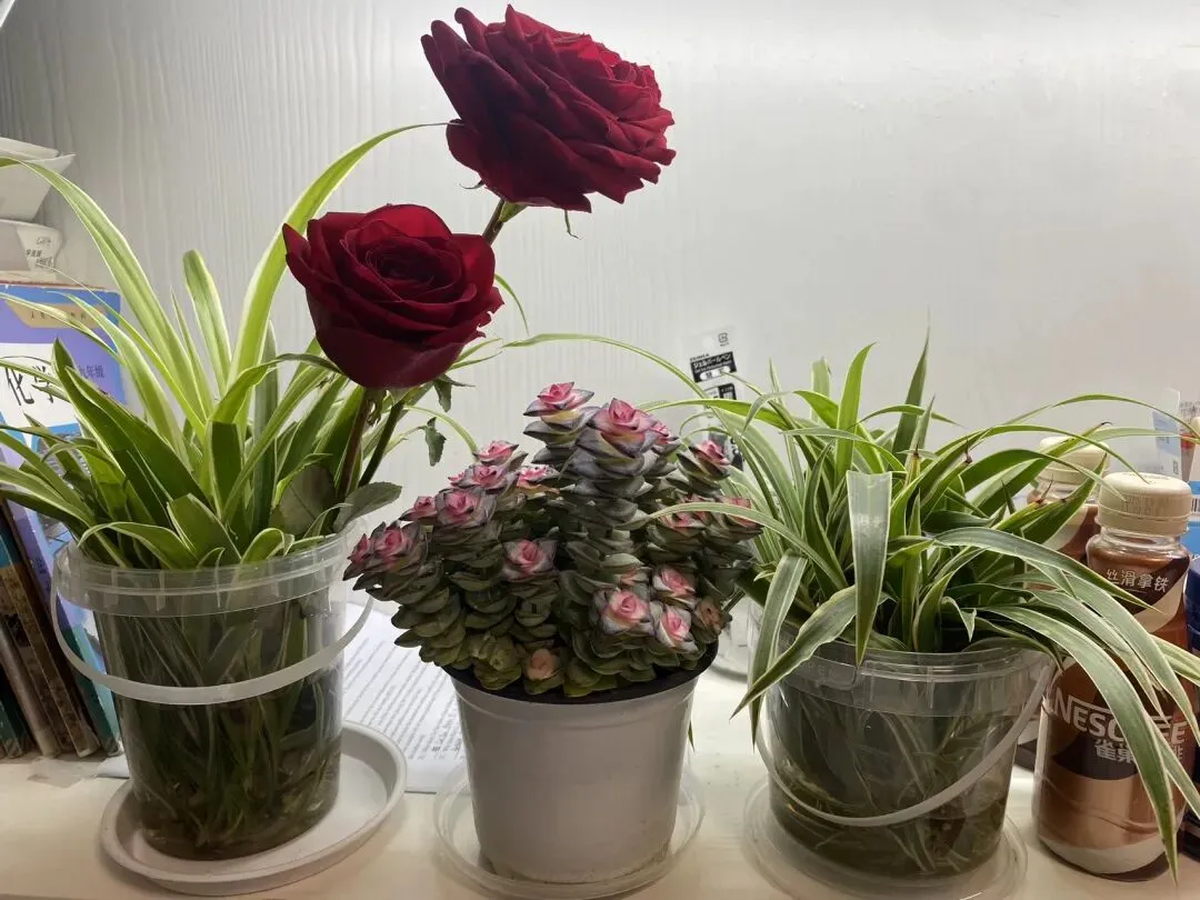 ||中考倒计时110天 嫩蕊商量细细开 第2张