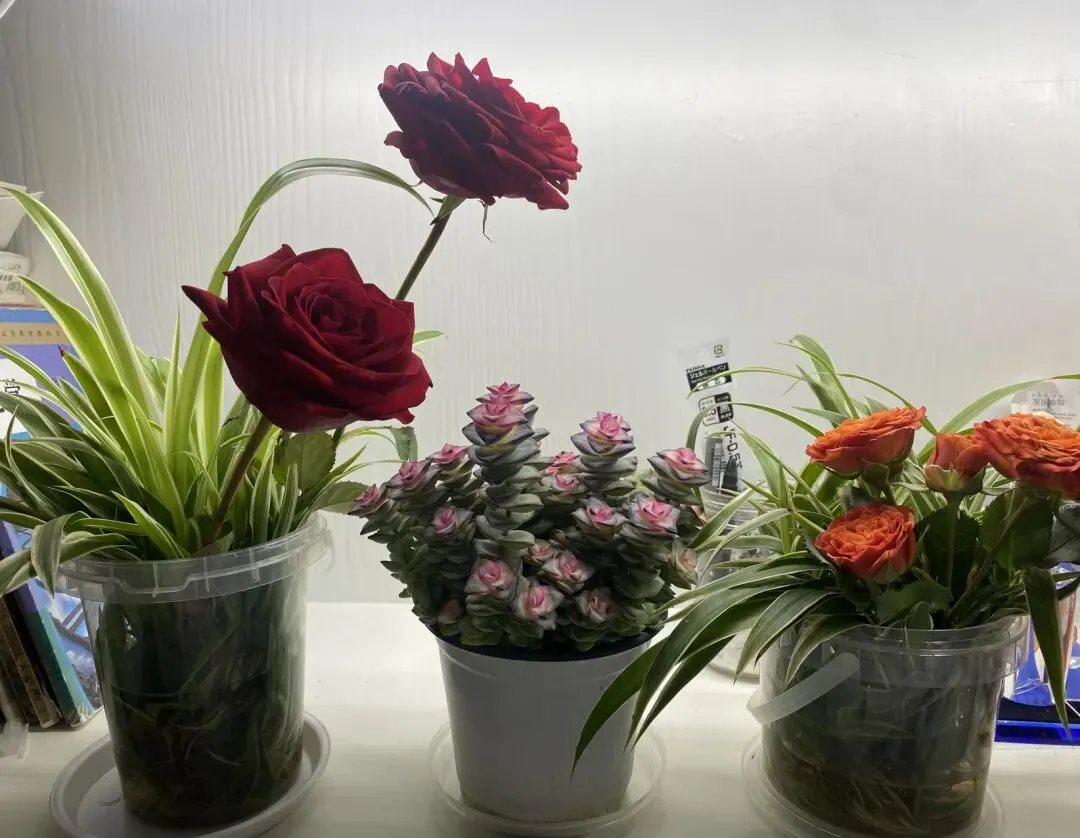 ||中考倒计时110天 嫩蕊商量细细开 第3张