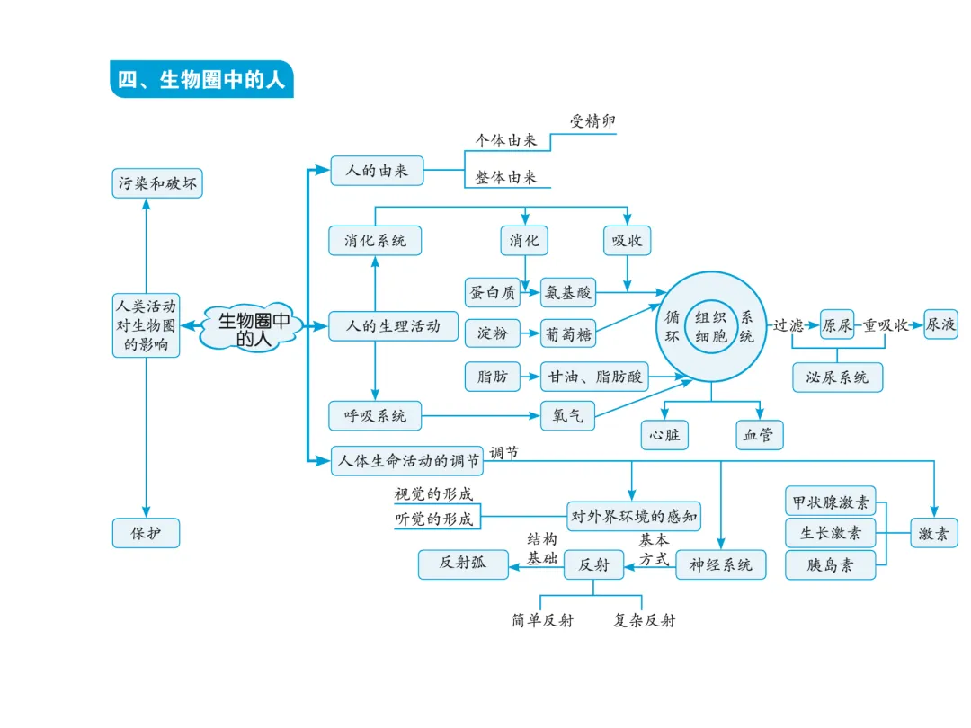 初中生物中考复习知识点思维导图 第5张