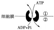 2026届高三年级上学期模拟考试(一)生物学试题答案及解析 ⊙-第3张图片-四季读书网