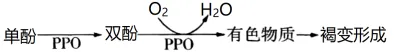 2026届高三年级上学期模拟考试(一)生物学试题答案及解析 ⊙-第9张图片-四季读书网