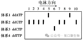 2026届高三年级上学期模拟考试(一)生物学试题答案及解析 ⊙-第11张图片-四季读书网