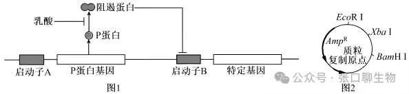 2026届高三年级上学期模拟考试(一)生物学试题答案及解析 ⊙-第14张图片-四季读书网