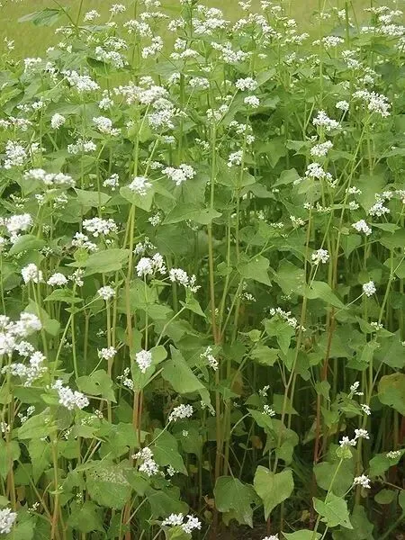 中考阅读/《荞麦花开》 第4张